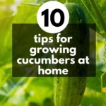 10 tips for growing cucumbers