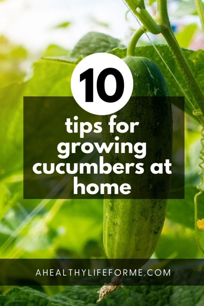 10 Tips for Growing Cucumbers | ahealthylifeforme.com