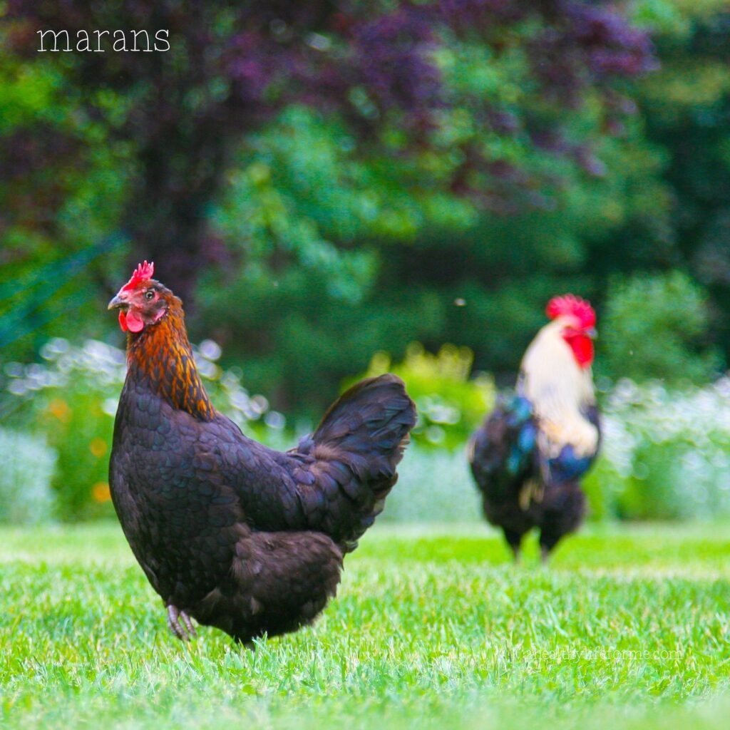 Marans Fun Facts about Chickens | ahealthylifeforme.com