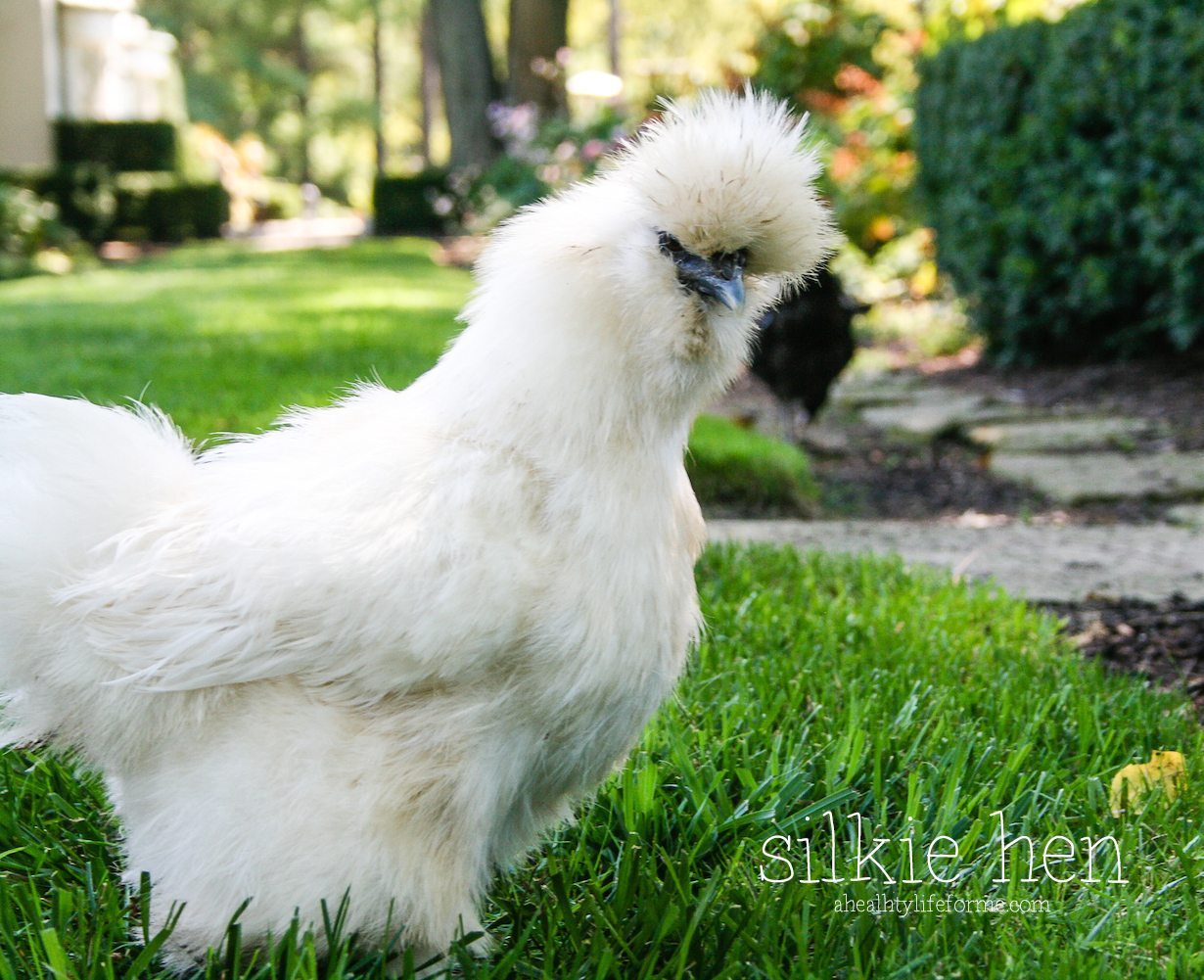 Fun Facts About Chickens A Healthy Life For Me