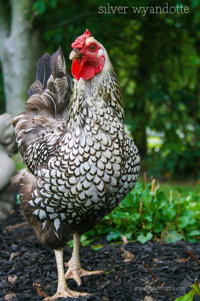 silver wyandotte hen for fun facts about chickens | ahealthylifeforme.com