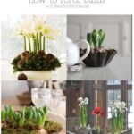 How To Force Bulbs with ahealthylifeforme.com