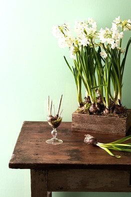 Forcing bulbs with ahealthylifeforme.com