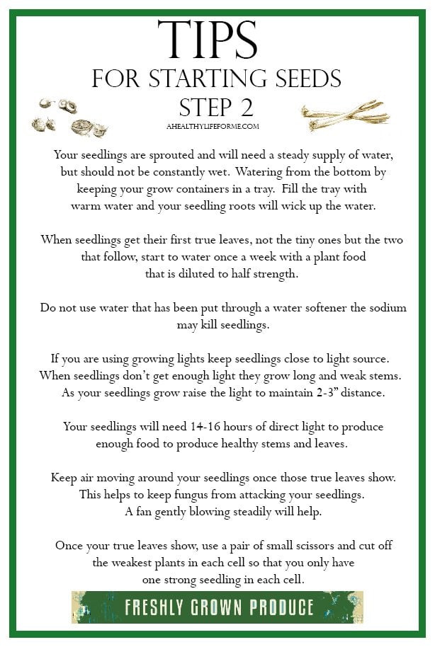 Tips for Starting Seeds Growing | ahealthylifeforme.com