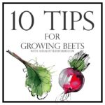 10 Tips for Growing Beets | ahealthylifeforme.com