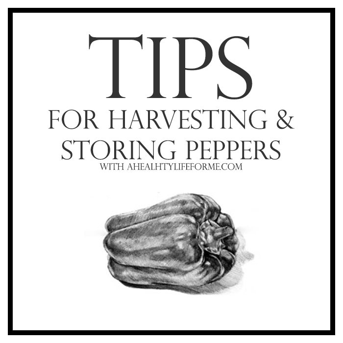 Tips for Harvesting and Storing Peppers | ahealthylifeforme.com