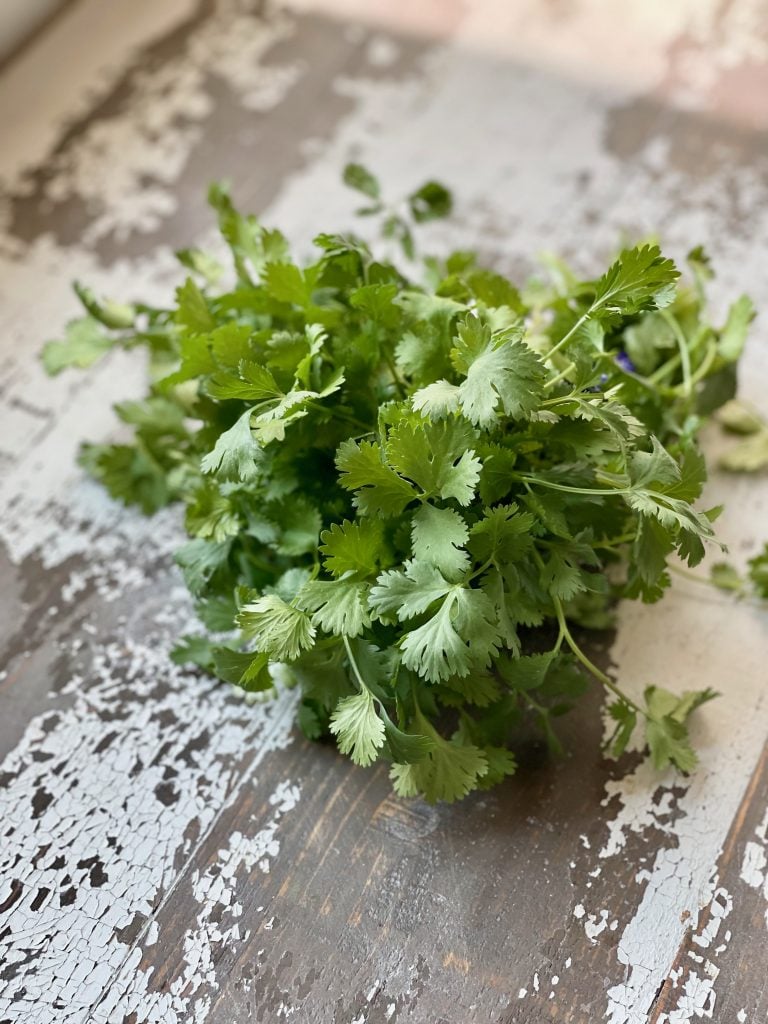 A pile of fresh cilantro on a picnic table with the paint chipping off